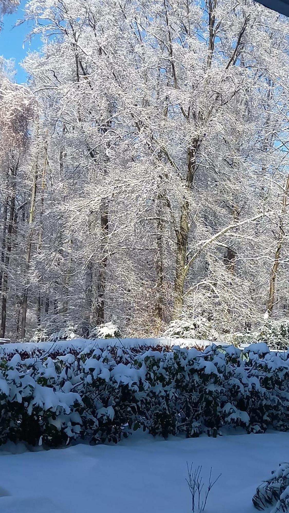 HillscheidHaus Am Waldアパートメント エクステリア 写真